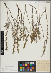 Foto von Salix repens subsp. rosmarinifolia (L.) Andersson